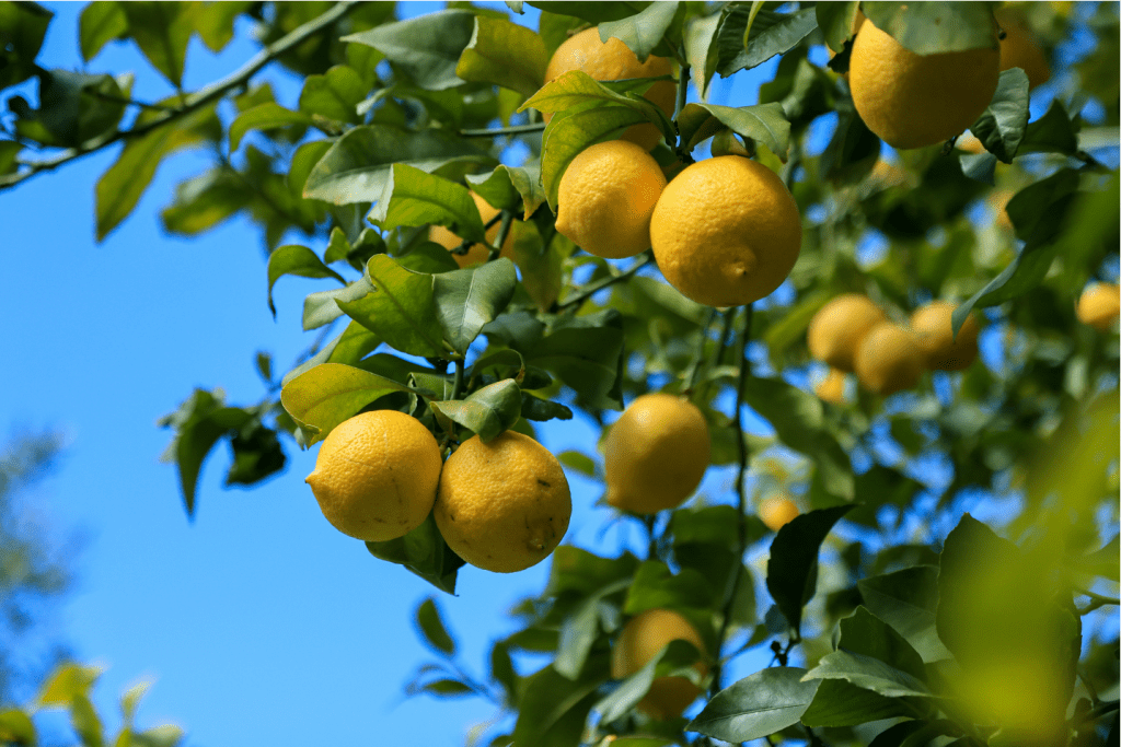 lemon tree red hill garden and farm supplies 2 - Red Garden and Farm Supplies